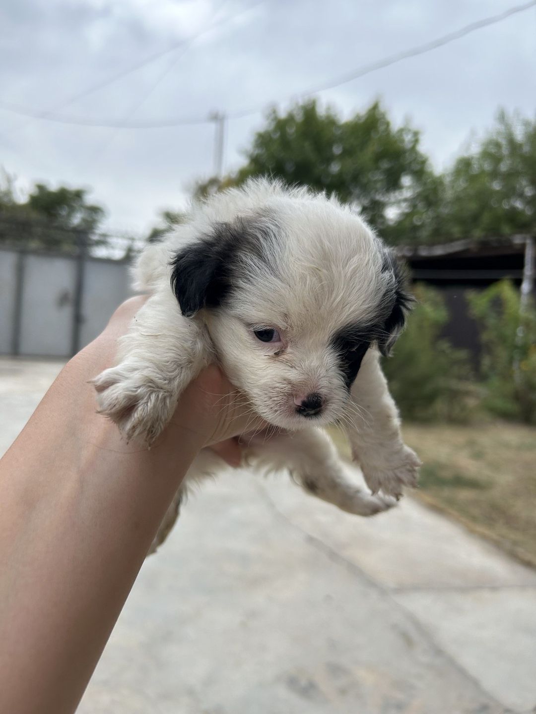 Pekines balası — Heyvanlar, Saatlı (5)