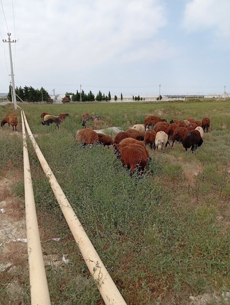 Qoyunlar — Heyvanlar, Bakı (6)