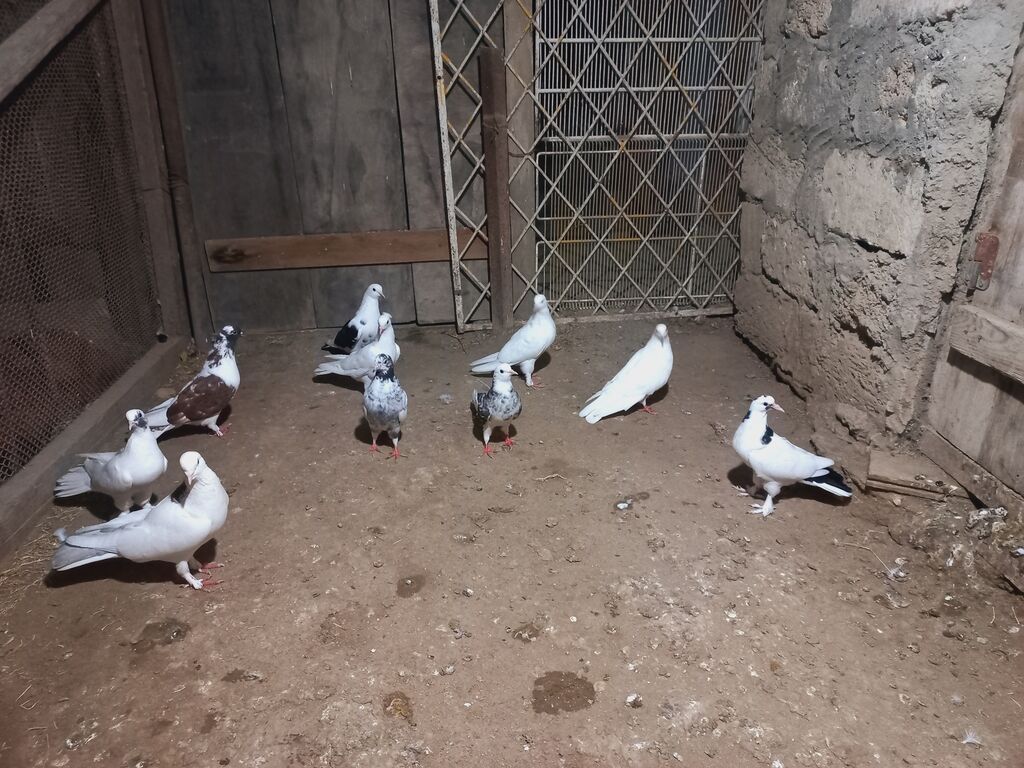 Göyərçinlər — Quşlar, Digah (3)