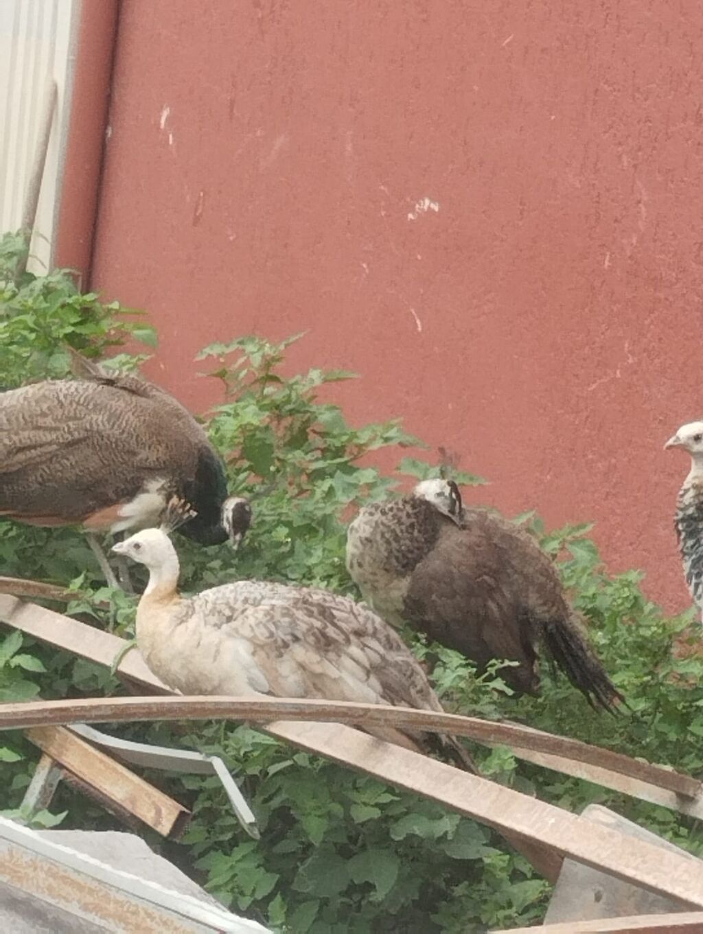 Tam sağlam tovuz quşları çəm 5 ədəddir ikisi erkək üçü dişidi və çəm — Quşlar, Digah (8)