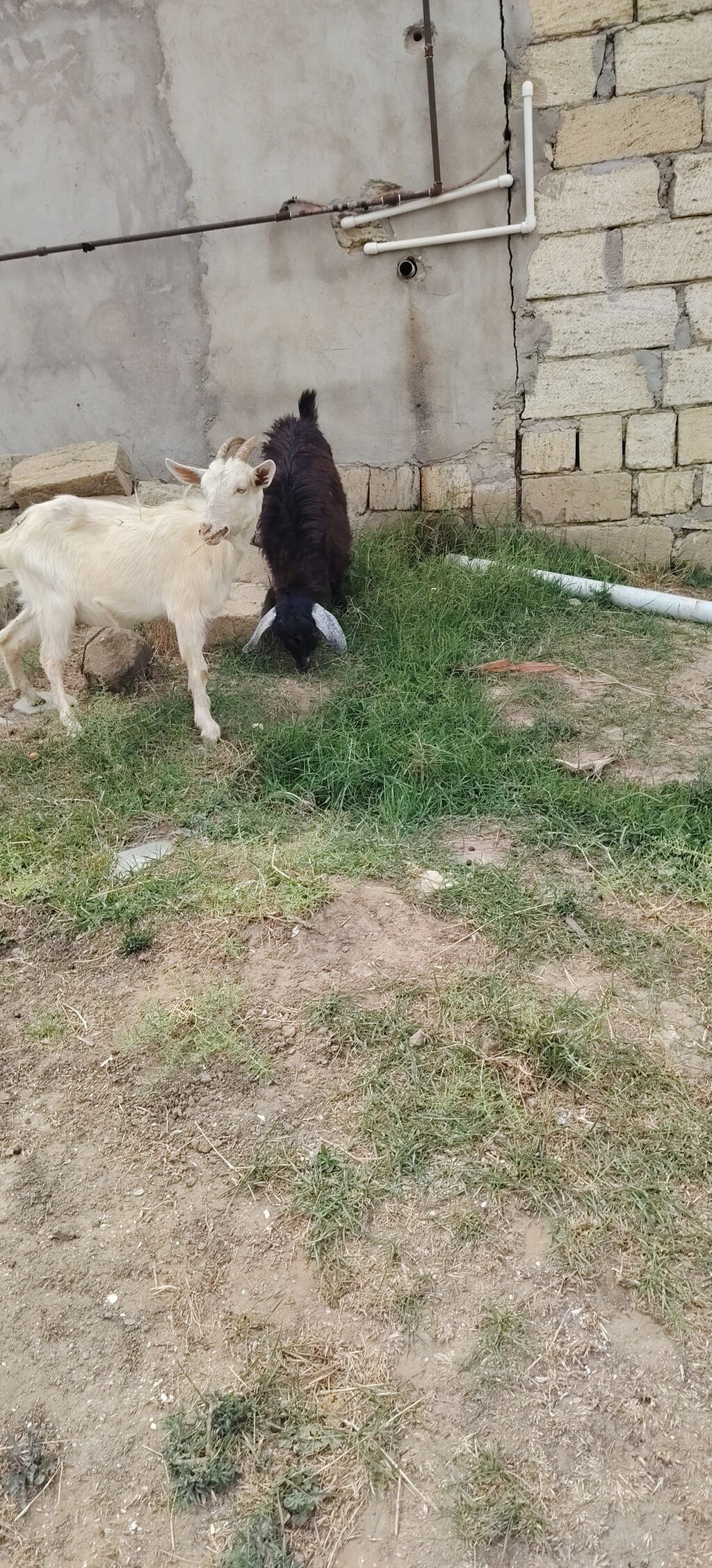 Sarı bogazdı 1 ci qarın el kecileridi Məhsul təsviri: - Ağ və bej — Heyvanlar, Xırdalan (7)