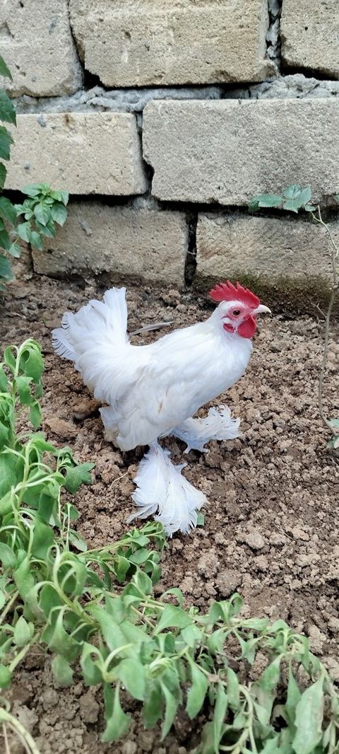 Yaponka beçəsi — Lənkəran