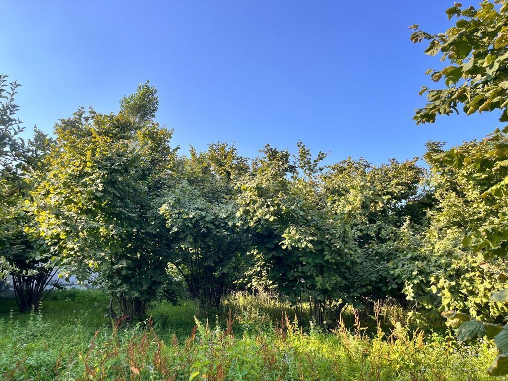 5 sot, Tikinti, Mülkiyyətçi, Kupça (Çıxarış) — Torpaq, İsmayıllı (3)