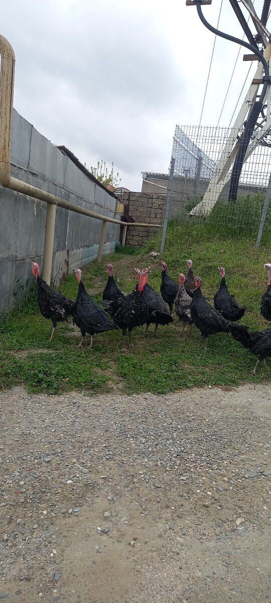 Hinduşkalar — Quşlar, Bakı (3)