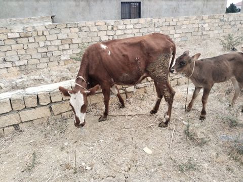 Salam tam saglam ana balali inekdir balasi erkekdi isdeyen elaqe — Fatmayı