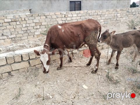 Salam tam saglam ana balali inekdir balasi erkekdi isdeyen elaqe