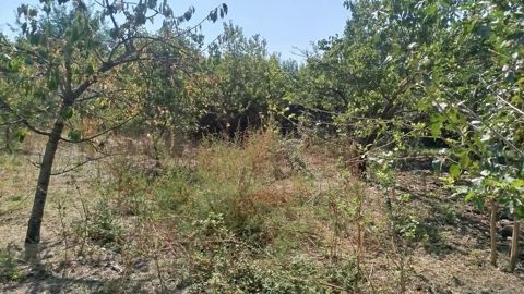 8 sot, Tikinti, Mülkiyyətçi, Kupça (Çıxarış) — Bərdə