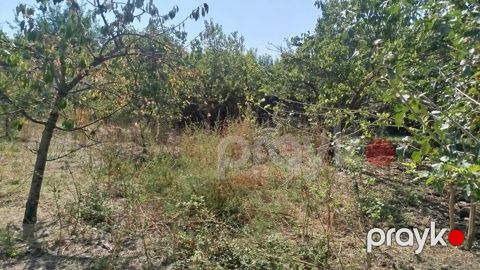 8 sot, Tikinti, Mülkiyyətçi, Kupça (Çıxarış)