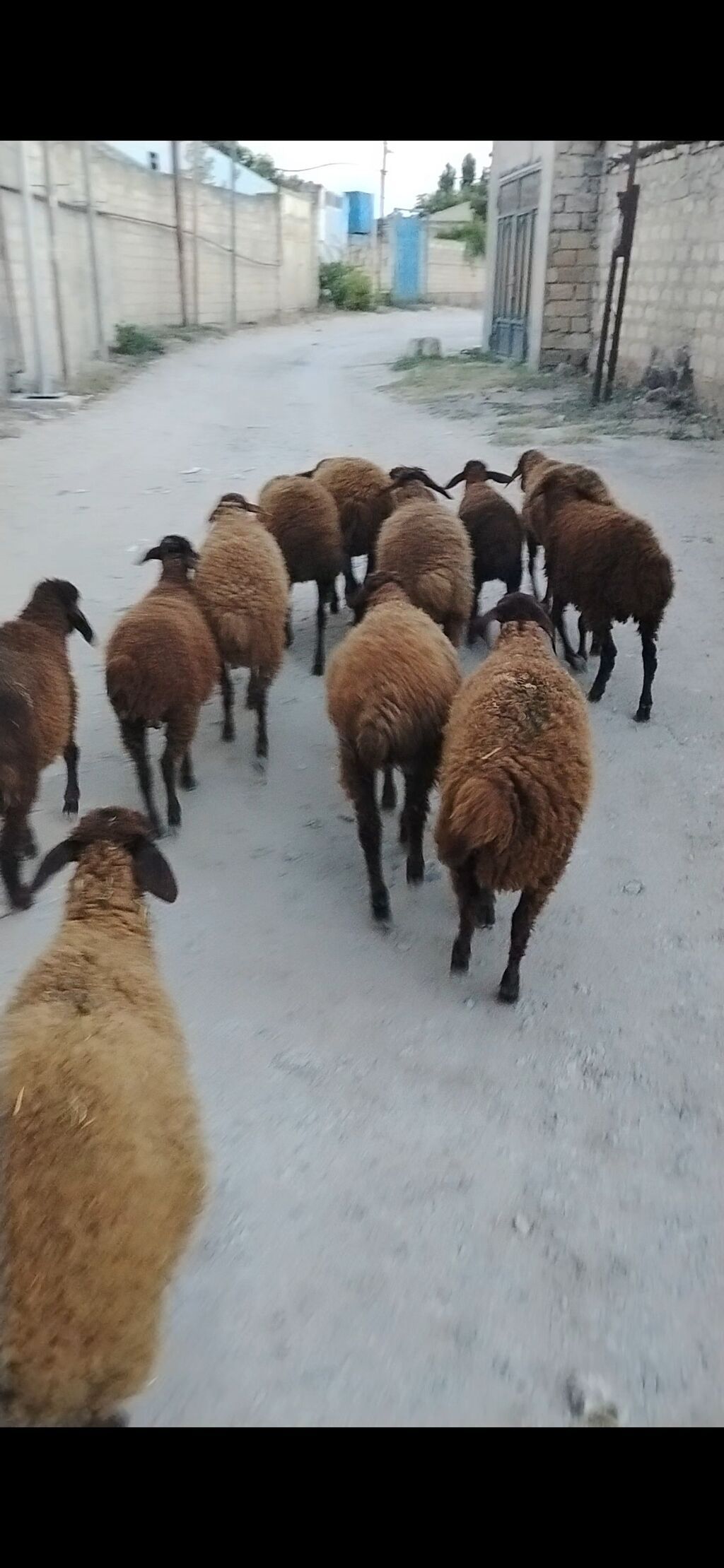 Quzu, Erkək, Qala, ay: 1, 25 kq, Damazlıq, Ünvandan götürmə — Heyvanlar, Digah (3)