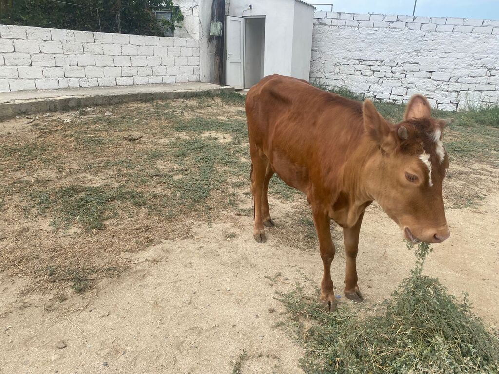 Dana, buzov, Dişi, ay: 8, Damazlıq — Heyvanlar, Digah (2)