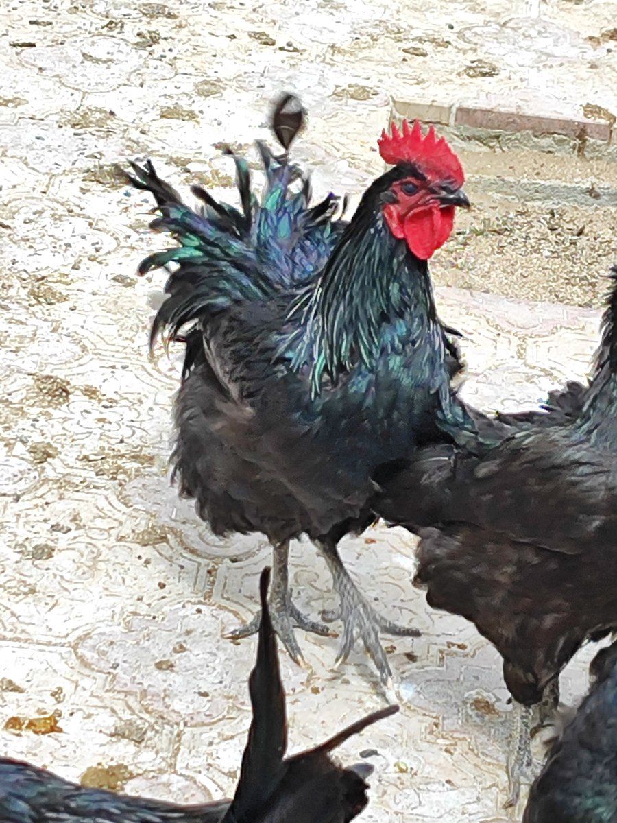 Avstralorp xoruzu — Quşlar, Bakı (3)