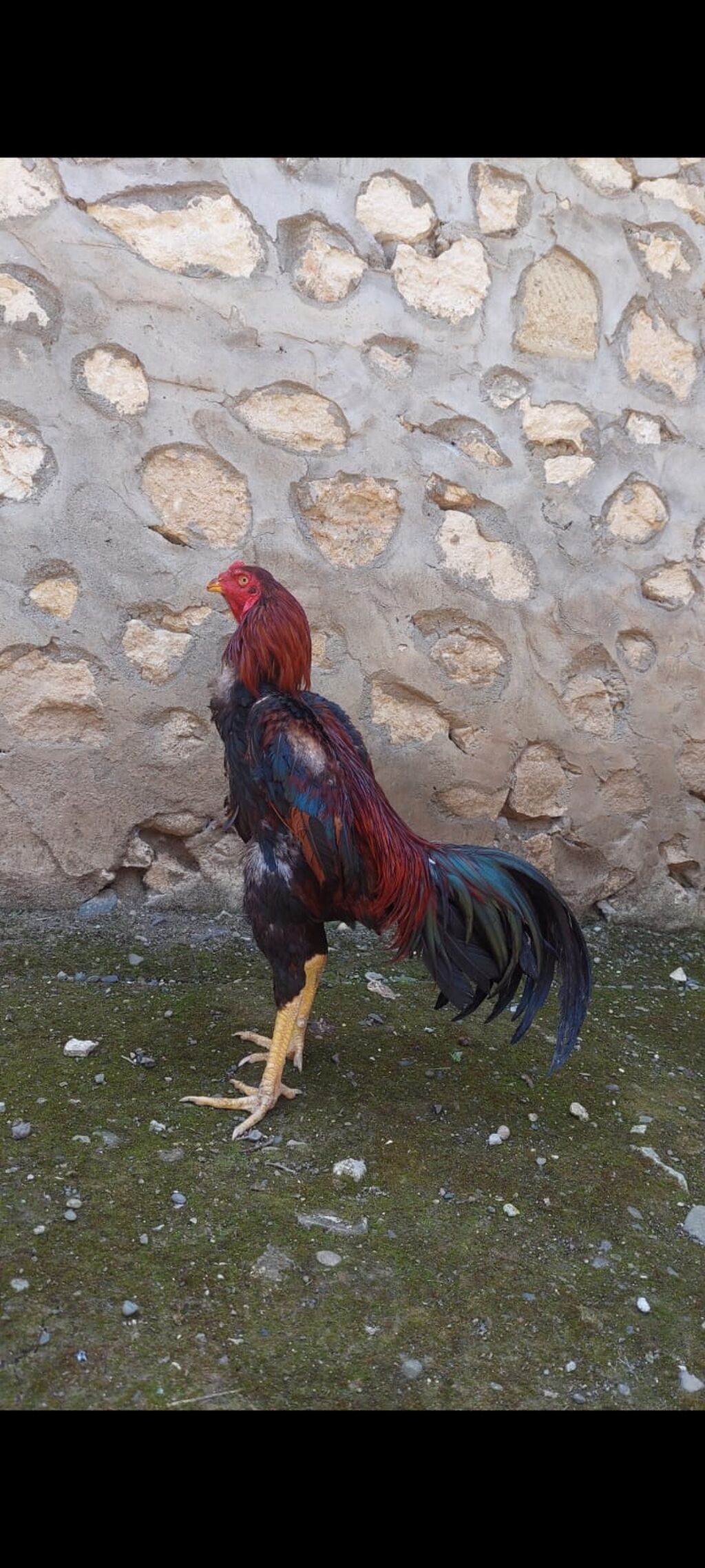 1 gözü beçəliyində döyüşdə zədələnib probu var 12 aylığıdı Döyüşü çox — Heyvanlar, Lənkəran (2)