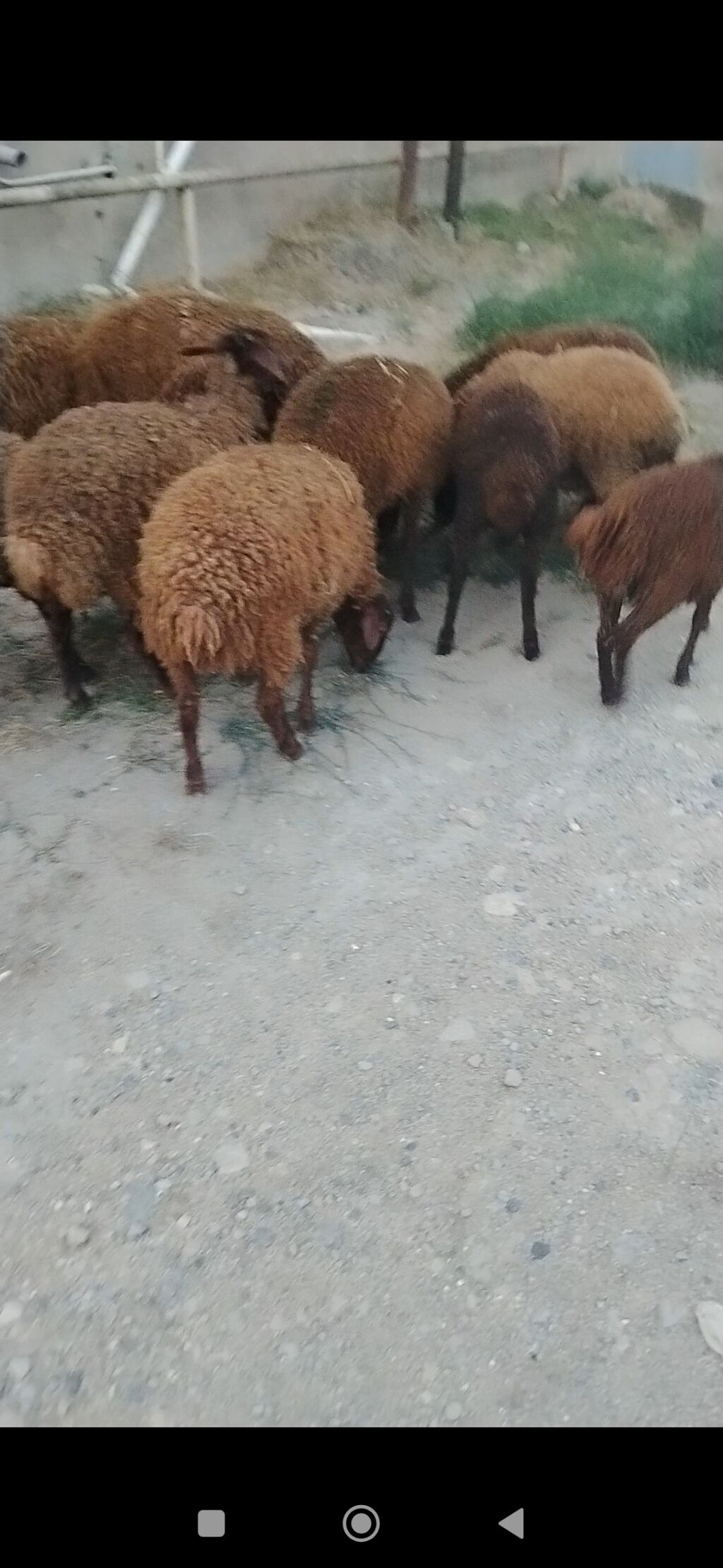 Quzu, Erkək, Qala, ay: 1, 25 kq, Damazlıq, Ünvandan götürmə — Heyvanlar, Digah (4)