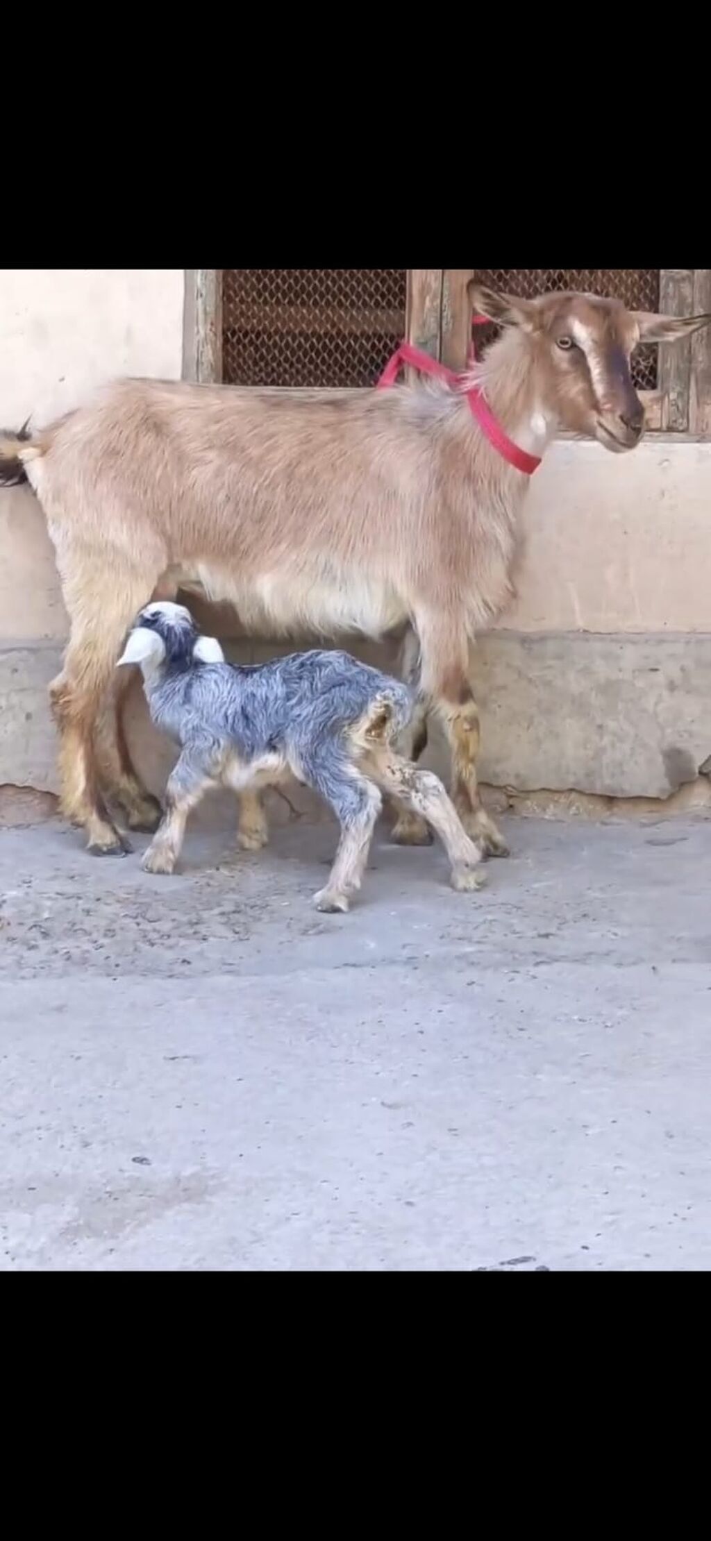 Satılır: Ana keçi balası ilə - Növ: Yerli keçi - Komplekt: Ana keçi + — Heyvanlar, Zaqatala (2)