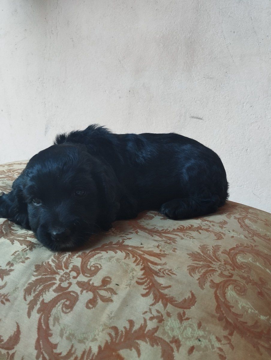 Koker Spaniel — Heyvanlar, Bakı (2)