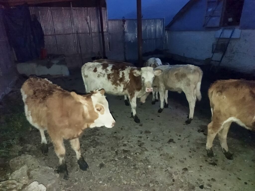 Satışda: Simmental növü dana və düyələr - Cins: Simmental — Heyvanlar, Quba (2)