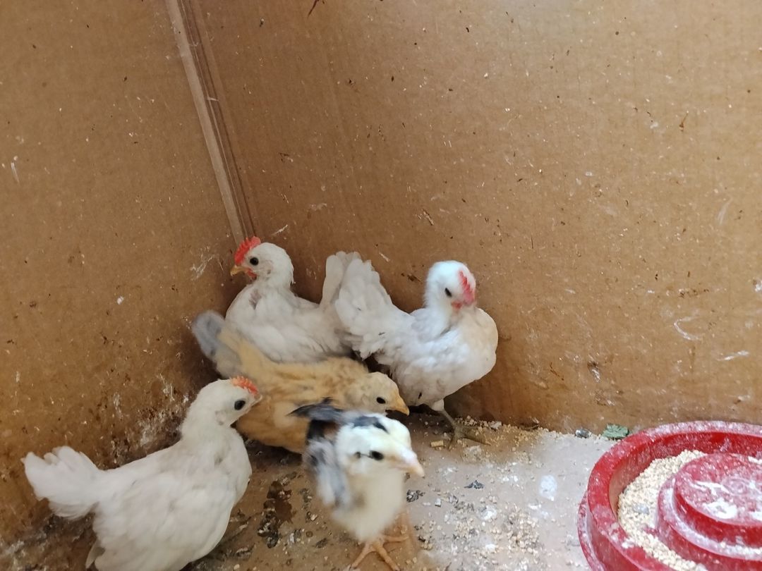 Serama cütü — Quşlar, Bakı (5)