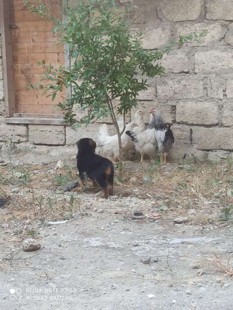 Alman ovçarkası balası — Bakı