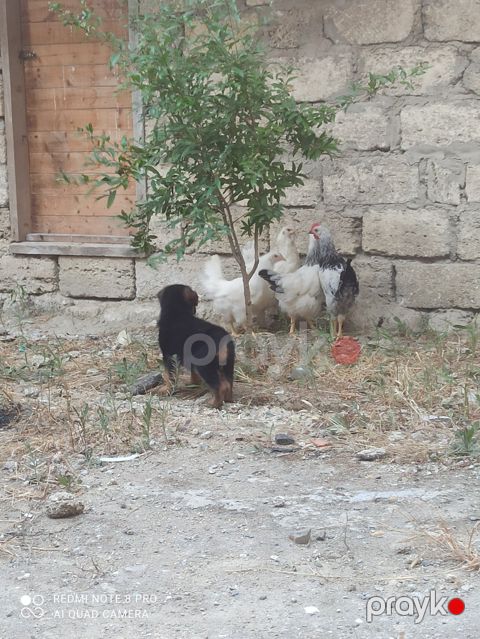 Alman ovçarkası balası — Bakı