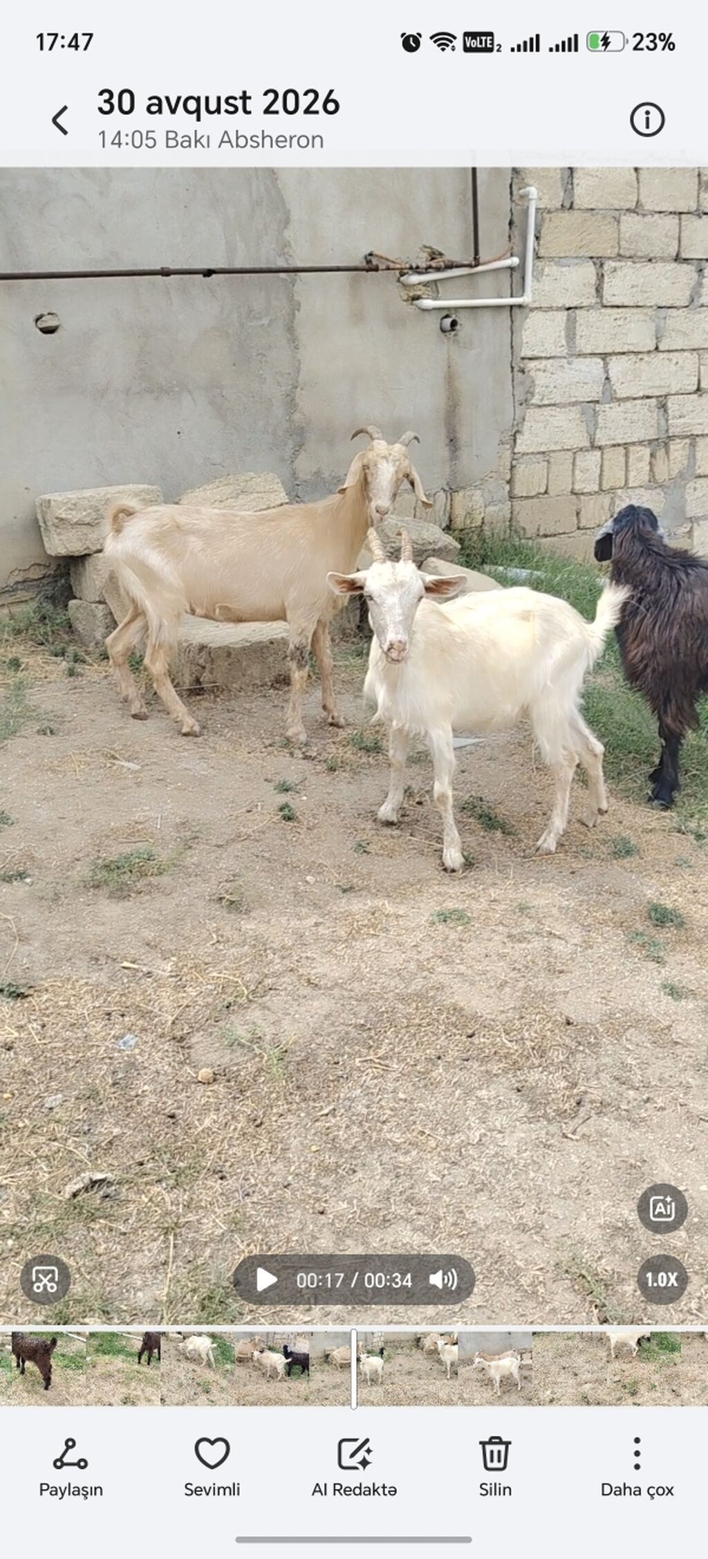 Sarı bogazdı 1 ci qarın el kecileridi Məhsul təsviri: - Ağ və bej — Heyvanlar, Xırdalan (2)