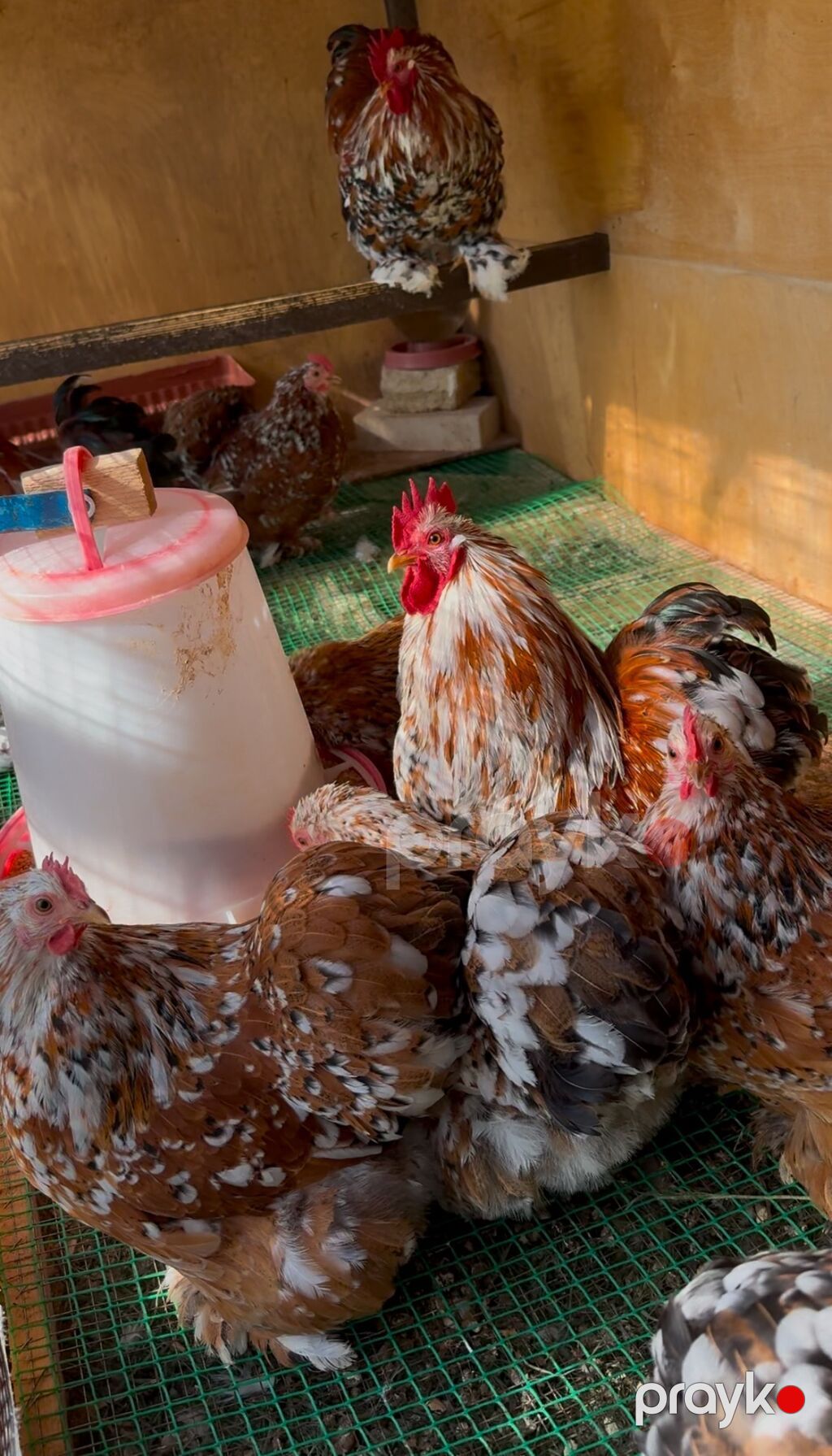 Porselen Karlik Koxin Toyuqlarin cucələri satişda. 5 gunluk - 10 azn — Toyuq və xoruz, Mehdiabad (5)