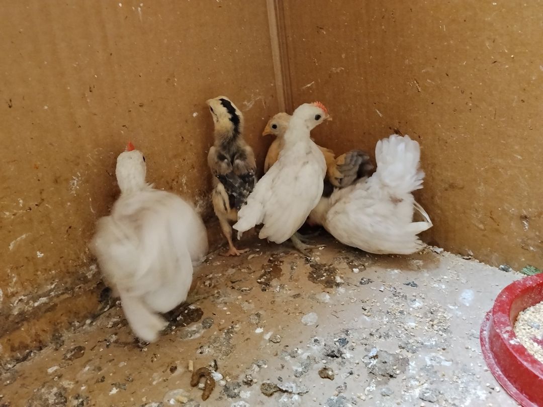 Serama cütü — Quşlar, Bakı (7)