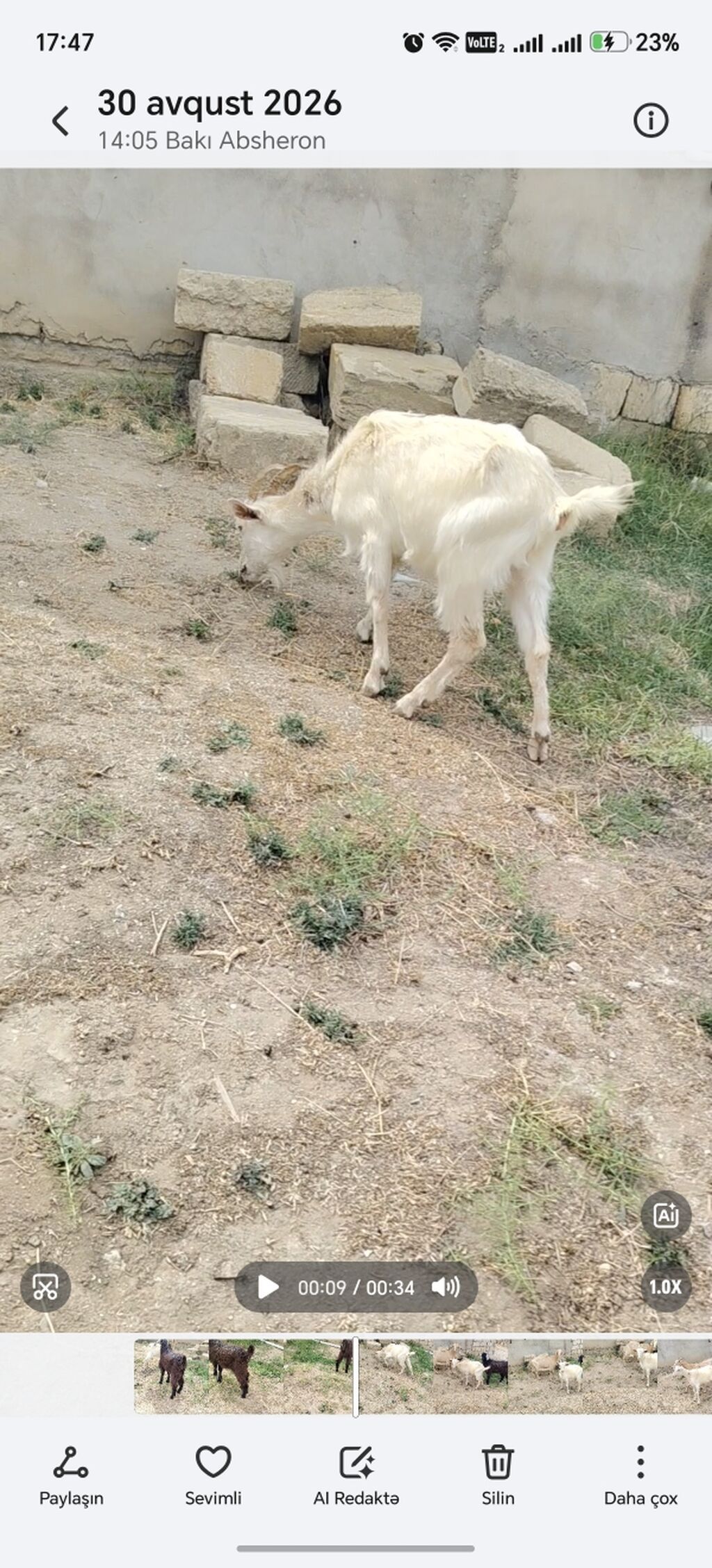Cepiş di birez zeyif baxılıb anası temiz sane 3 litir sud verir idi — Heyvanlar, Xırdalan (2)