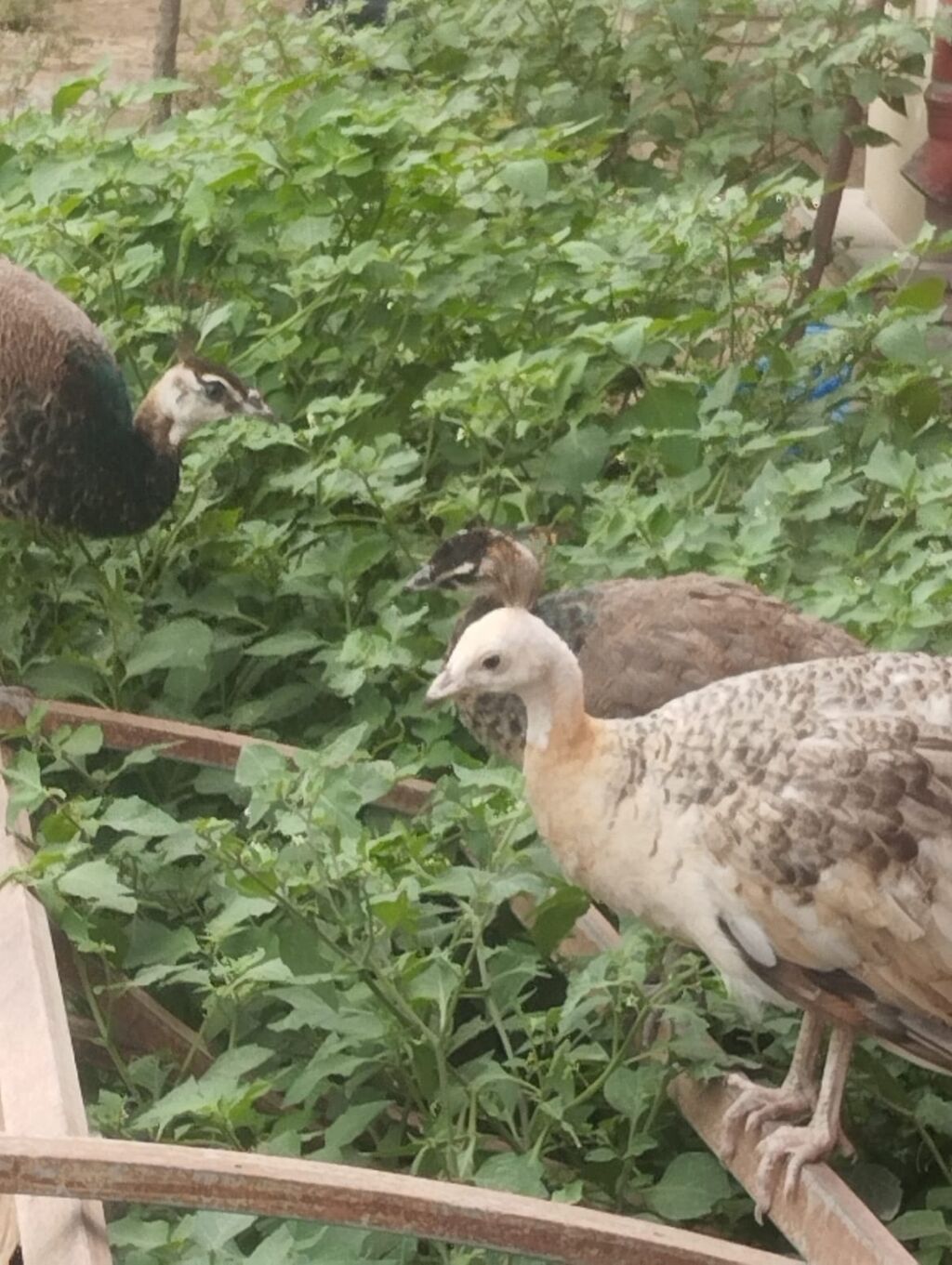 Tam sağlam tovuz quşları çəm 5 ədəddir ikisi erkək üçü dişidi və çəm — Quşlar, Digah (4)