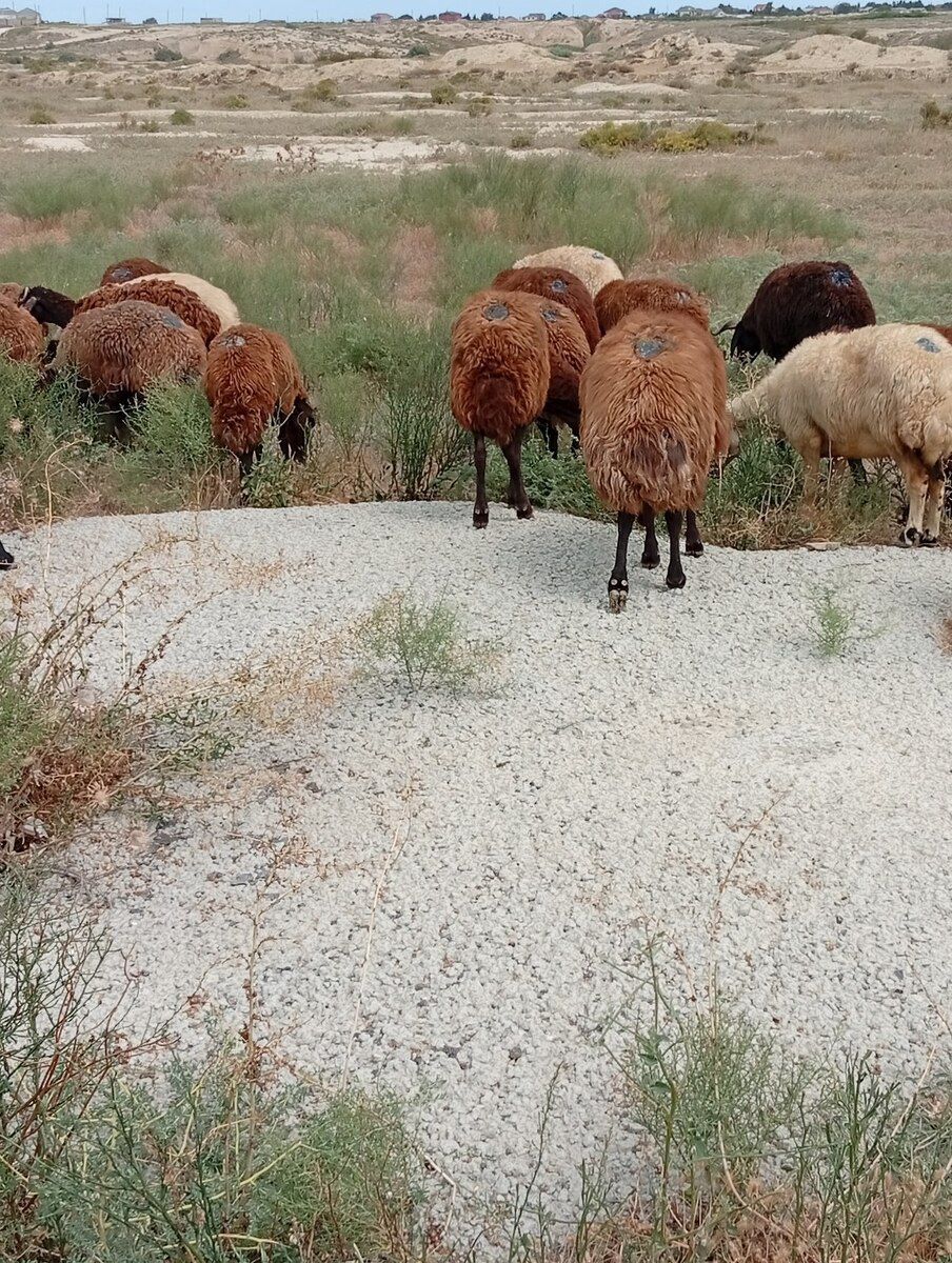 Qoyunlar — Heyvanlar, Bakı (7)