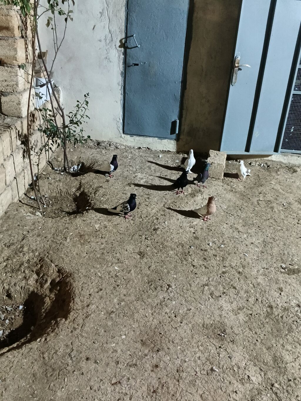 7 dənə qiymət 150 manat — Quşlar, Bakı (4)