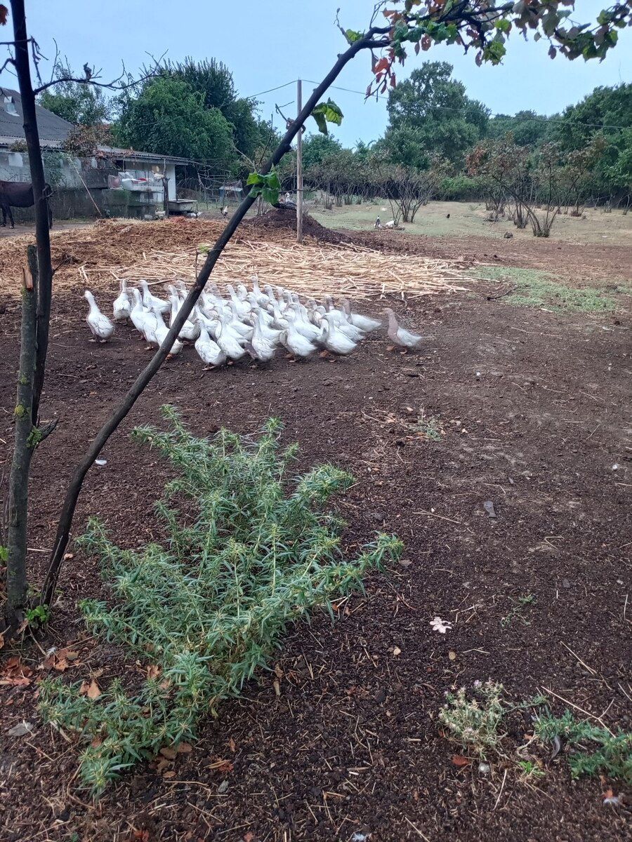 Ördəklər — Quşlar, Bakı (3)