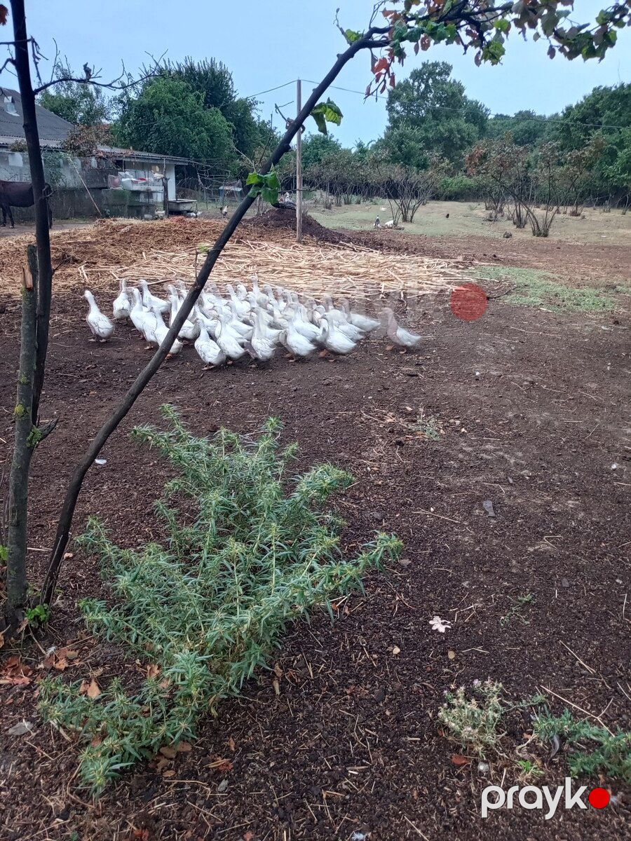 Ördəklər — Quşlar, Bakı (3)
