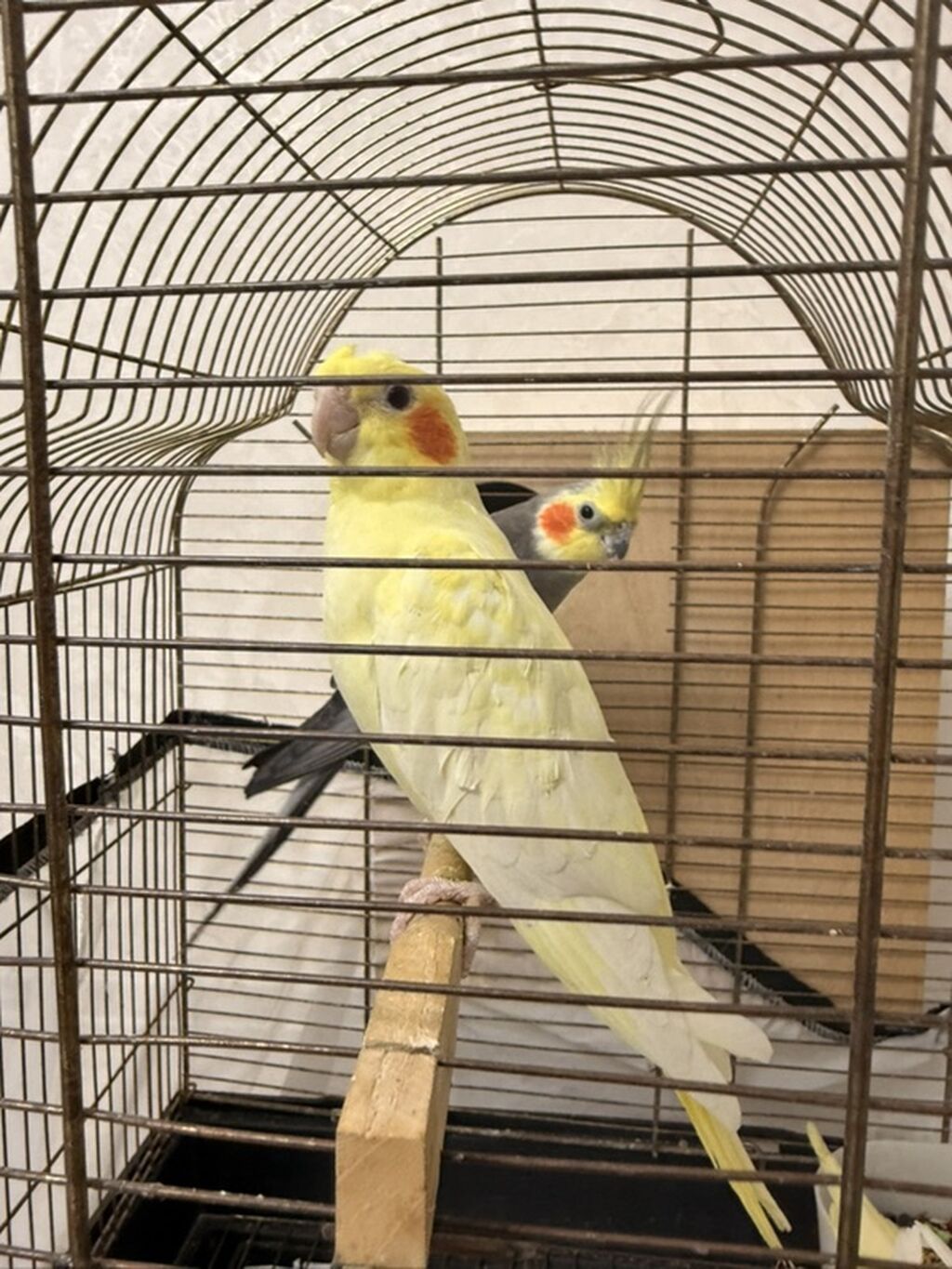 Nimfa (Cockatiel) papuqayları – evdə saxlanılan dekorativ quşlar — Quşlar, Quba (6)