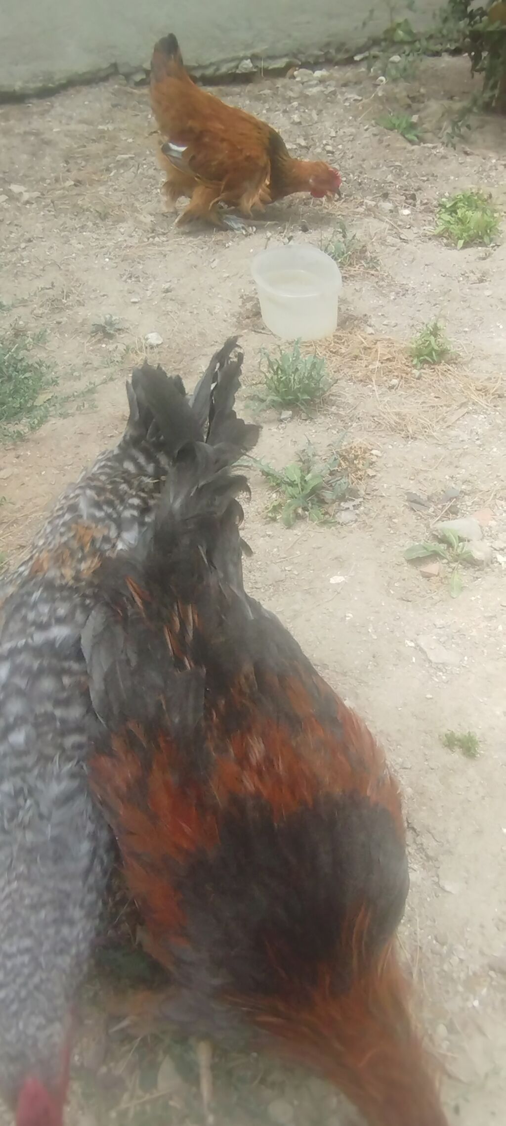 Cəmi 4 eded cavan kənd xoruzlar idi tecılı satilirMəhsul: Yerli — Heyvanlar, Digah (4)