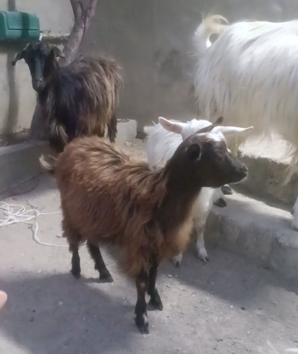 Cavan heyvan Əkiz bala baların ikisdə dişi Heyvaları gözü qabağında — Heyvanlar, Digah (3)