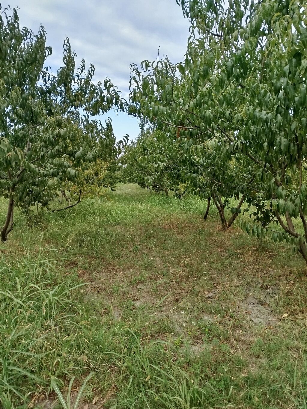 Kənd təsərrüfatı — Torpaq, Xaçmaz (4)