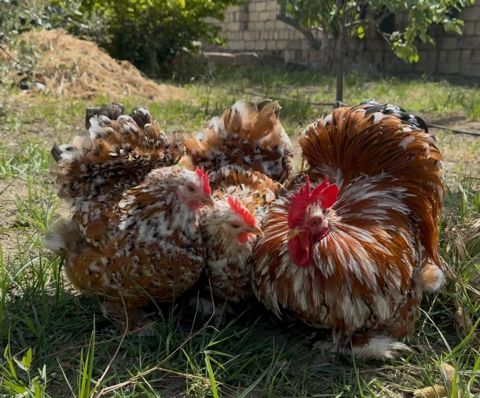 Porselen Karlik Koxin Toyuqlarin cucələri satişda. Cucə 20 azn. 1 — Mehdiabad