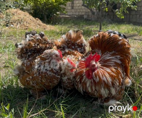 Porselen Karlik Koxin Toyuqlarin cucələri satişda. Cucə 20 azn. 1 — Mehdiabad