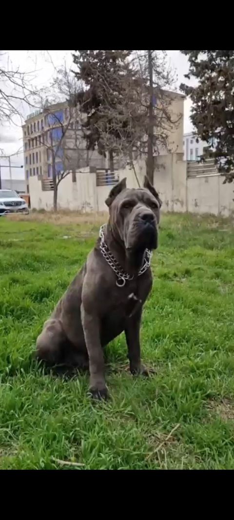 Kane-Korso, 1 ay, Erkək, Peyvəndli, Ünvandan götürmə — Bakı