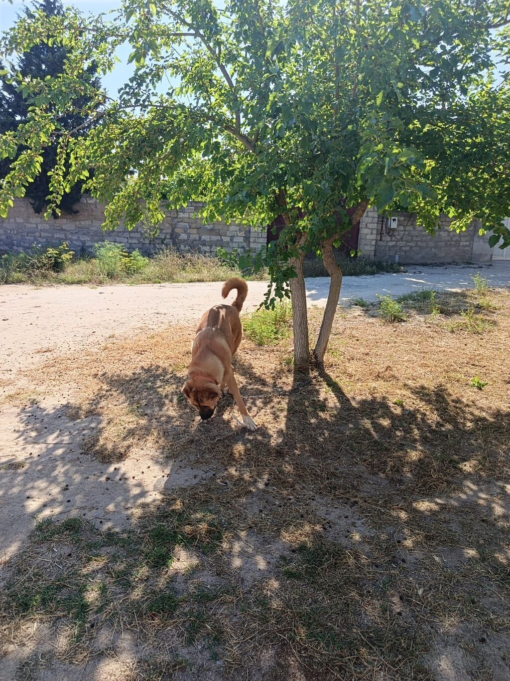 Erkək — Heyvanlar, Digah (2)