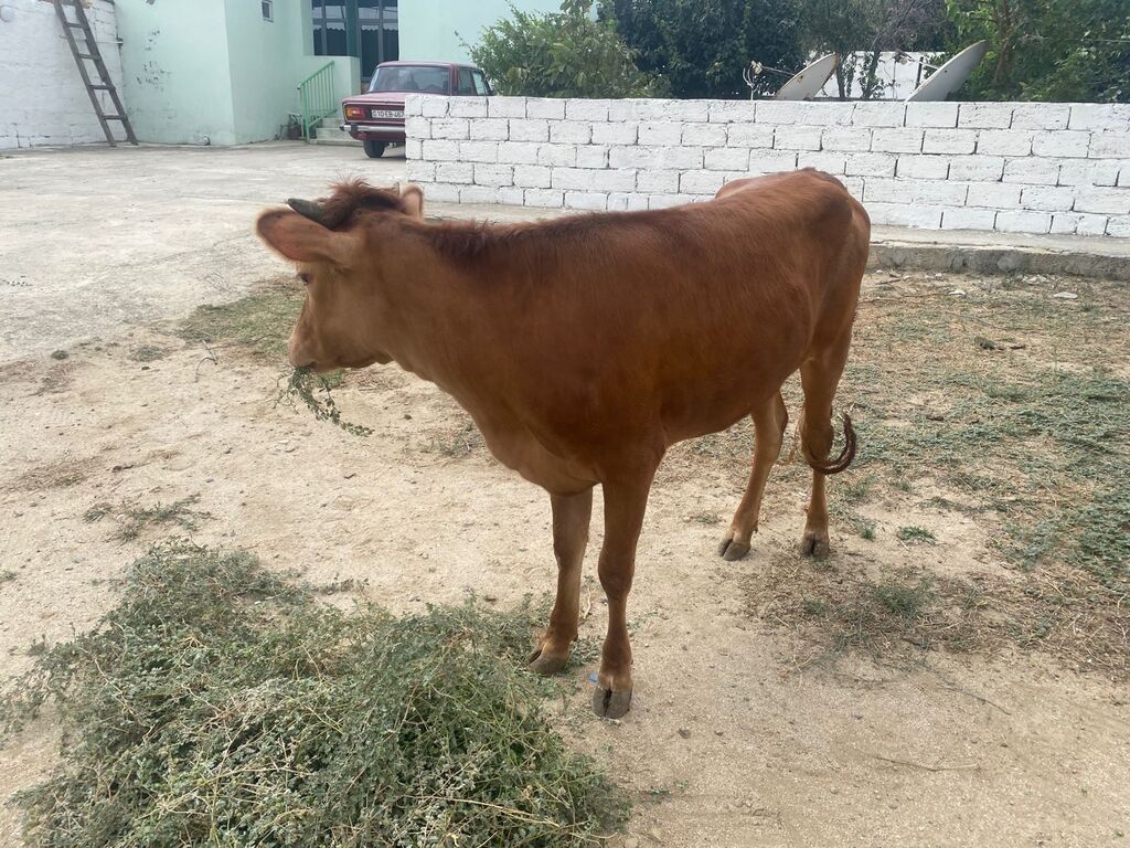 Dana, buzov, Dişi, ay: 8, Damazlıq — Heyvanlar, Digah