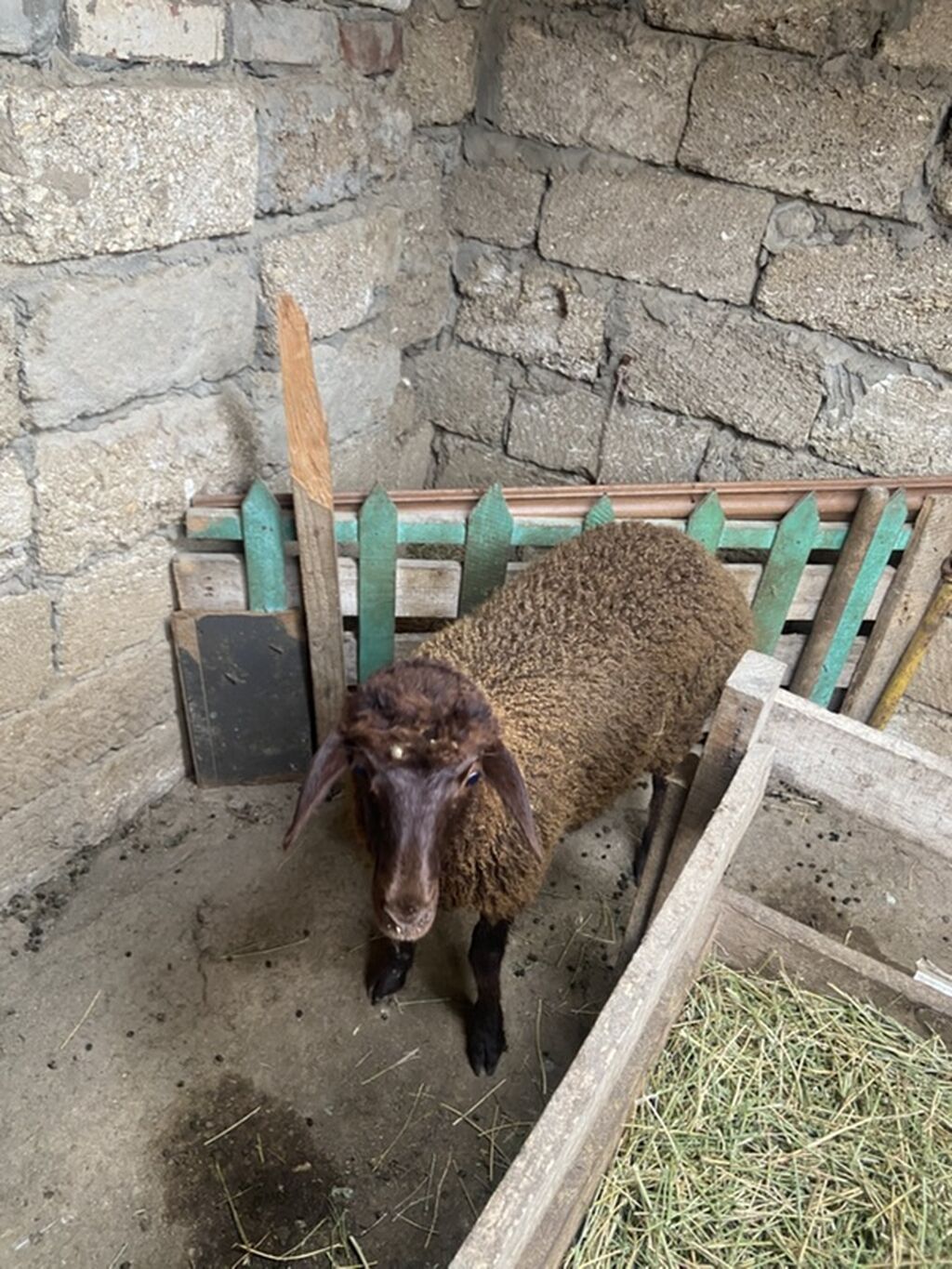 Qoyun – yerli cins, qəhvəyi rəngdə, quyruqlu (yağlı quyruq tipli) — Heyvanlar, Digah (6)