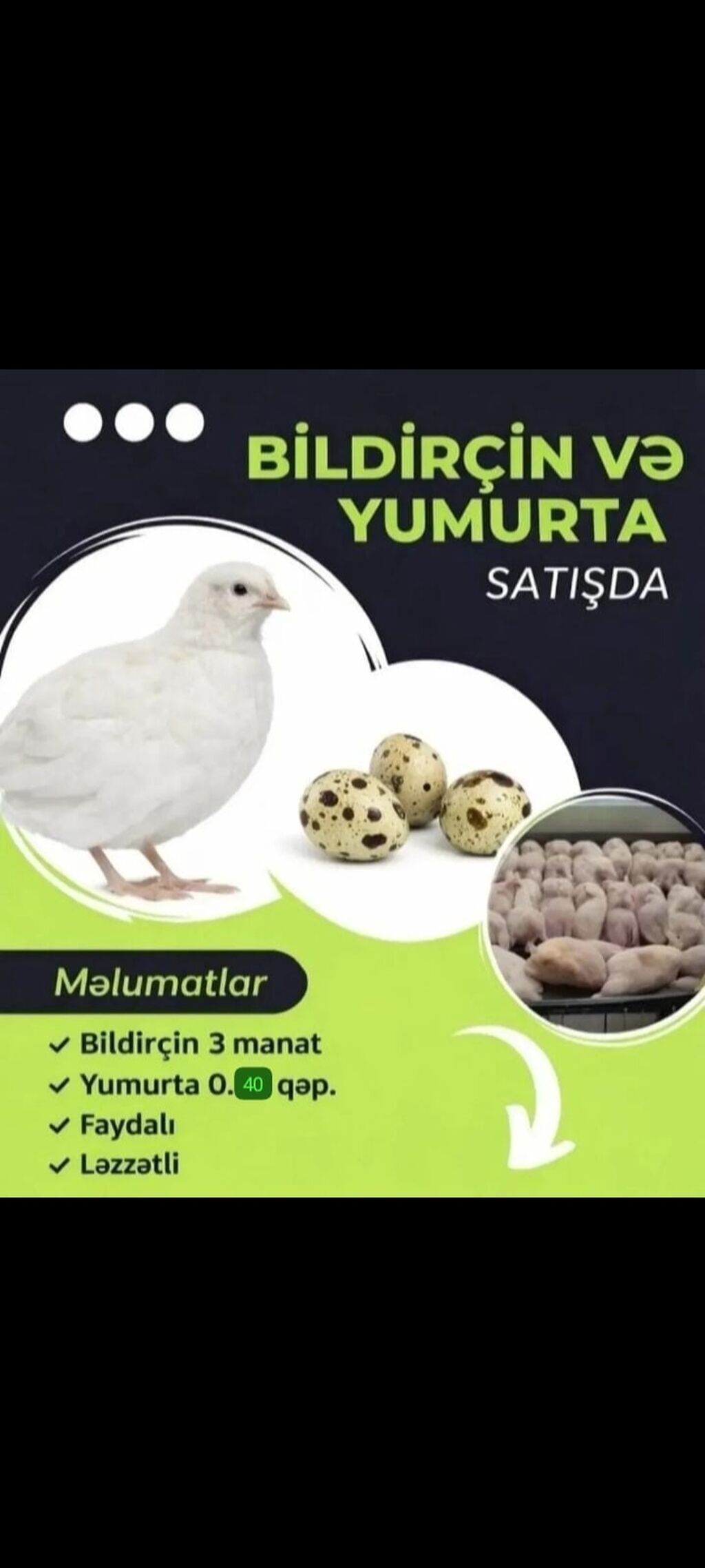 Bildirçin və bildirçin yumurtası satılır. Məhsul təsviri: - Ağ — Qida məhsulları, Mingəçevir