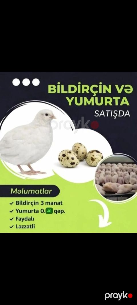 Bildirçin və bildirçin yumurtası satılır. Məhsul təsviri: - Ağ — Mingəçevir
