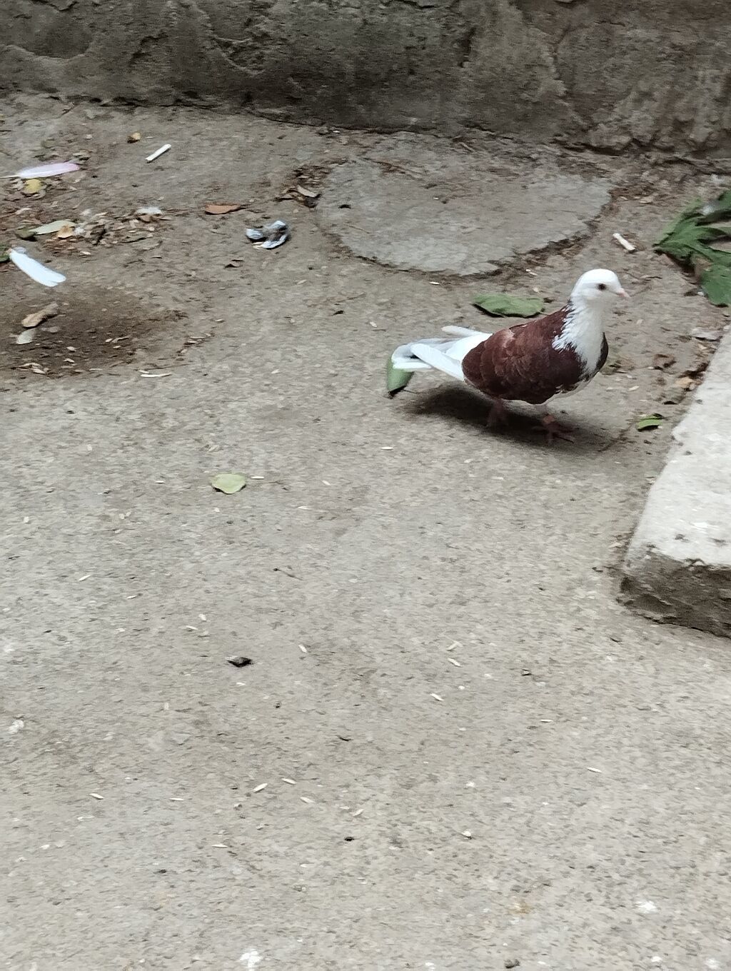 Saqlam qusdardi sec gotur 15m basqa qusdarda var — Quşlar, Bakı (6)