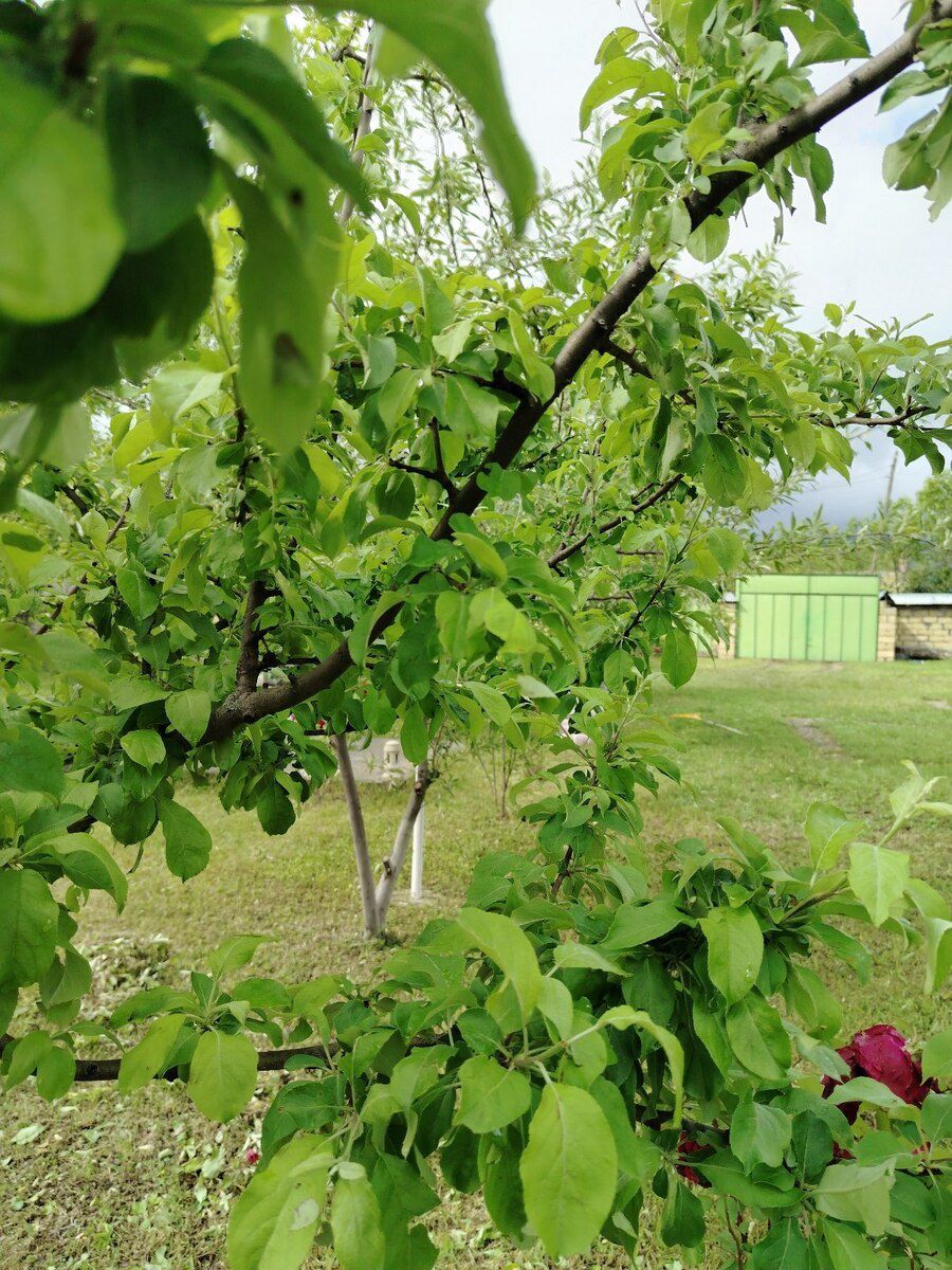 3 sot torpaq sahəsi, Qəbələ r — Torpaq, Qəbələ (9)