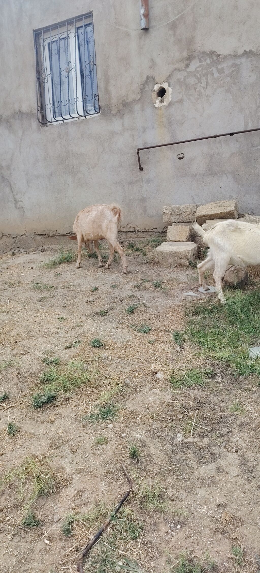 Sarı bogazdı 1 ci qarın el kecileridi Məhsul təsviri: - Ağ və bej — Heyvanlar, Xırdalan (8)