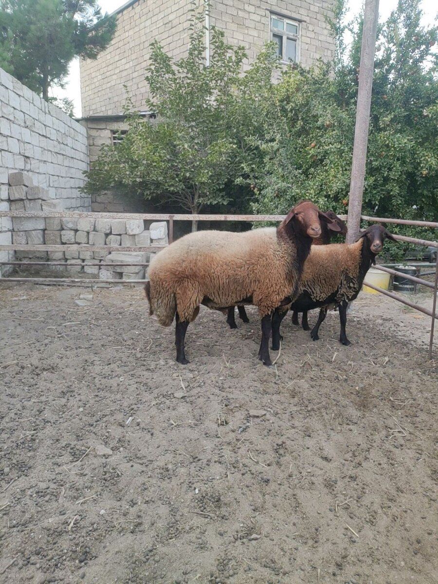 Qala qoçu — Heyvanlar, Bakı (3)