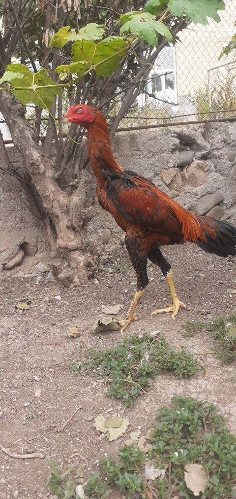Heyratı çolpası — Gəncə