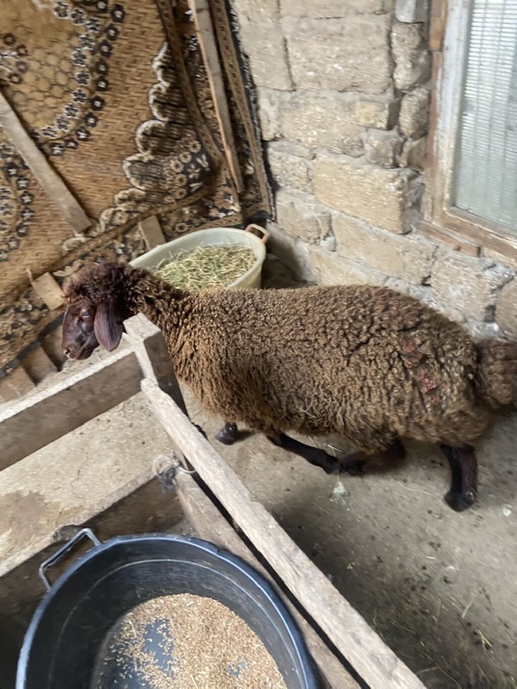 Qoyun – yerli cins, qəhvəyi rəngdə, quyruqlu (yağlı quyruq tipli) — Heyvanlar, Digah (5)